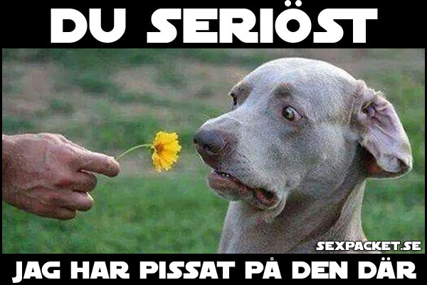 En person som håller en gul blomma mot en grå hund som ser chockad ut, med text som skämtsamt indikerar hundens tankar.