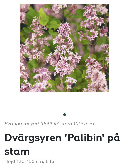 Närbild av lila dvärgsyren 'Palibin' i blom.