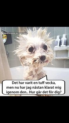 En blöt liten hund med rufsigt päls ser trött ut i en badrumsmiljö.