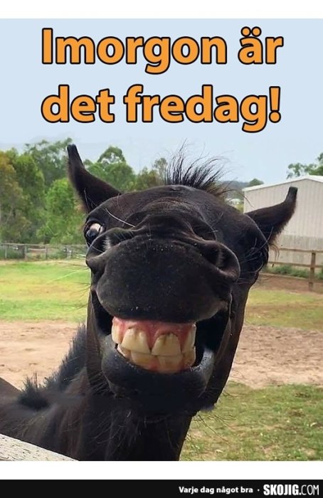 Ett skrattande hästhuvud nära kameran med texten "Imorgon är det fredag!" överlagrat.