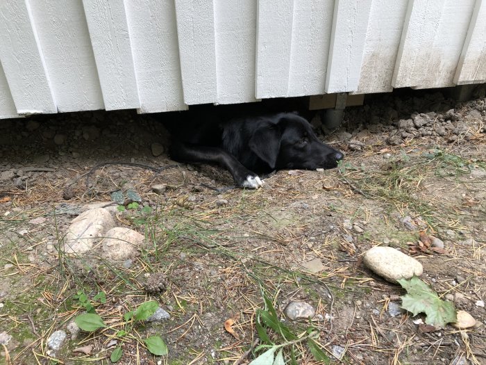 Svart hund som vilar huvudet under en vit spalje med grus och vegetation runtomkring.