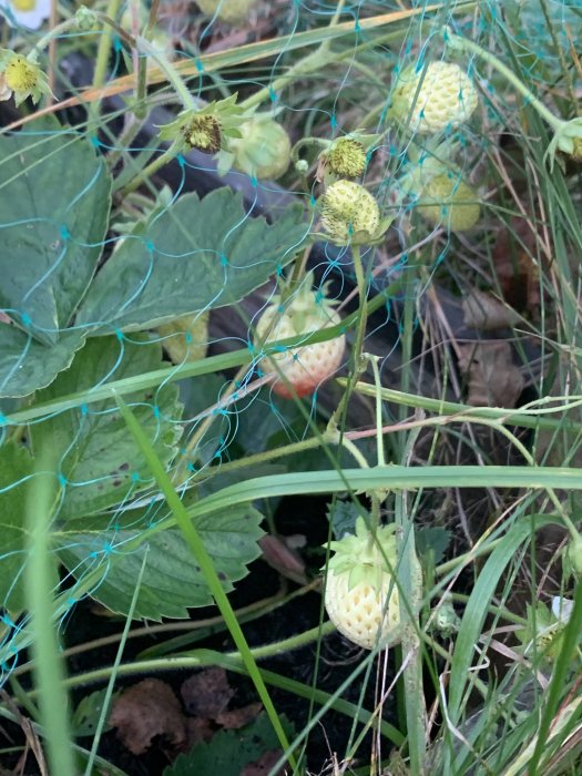 Omoget jordgubbsland med gröna blad och omogna jordgubbar skyddade av ett blått nät.