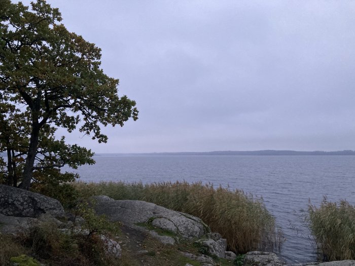 Höstvy vid en sjö med grå himmel, stenar, träd och vass i förgrunden.