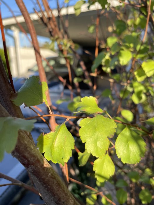 Närbild på gröna löv av en spireahäck utan blommor i solljus.