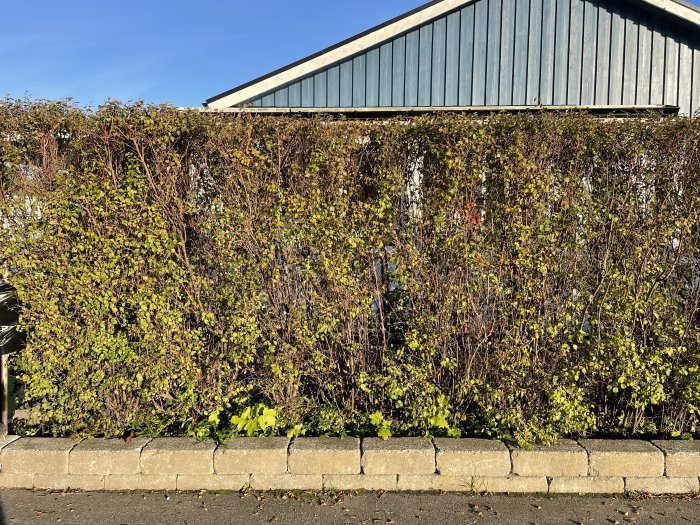 En två meter hög spireahäck utan blommor framför ett hus under soligt väder.