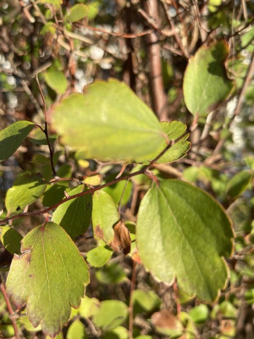 Gröna blad från en spireahäck som misstänks vara 2 meter hög utan blommor synliga.