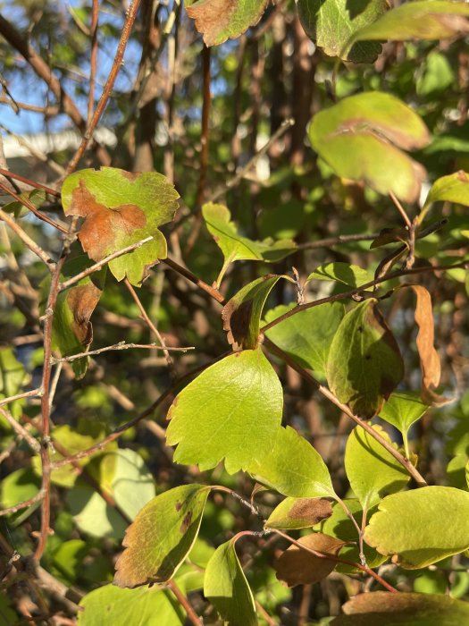 Lövverk av en spireahäck med gröna och delvis bruna blad mot en solig bakgrund.