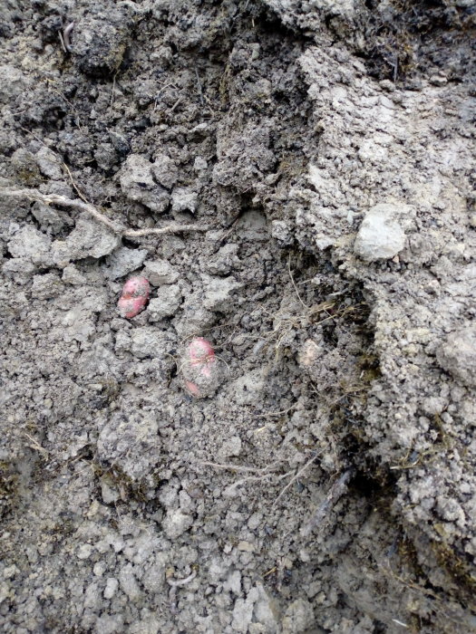 Potatis synlig i uppgrävd lerig jord, omgiven av torr vegetation och små stenar.