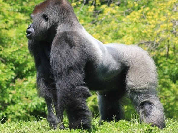 Profilbild av en bergsgorilla på en grön äng, används i jämförelse med snickararbete.