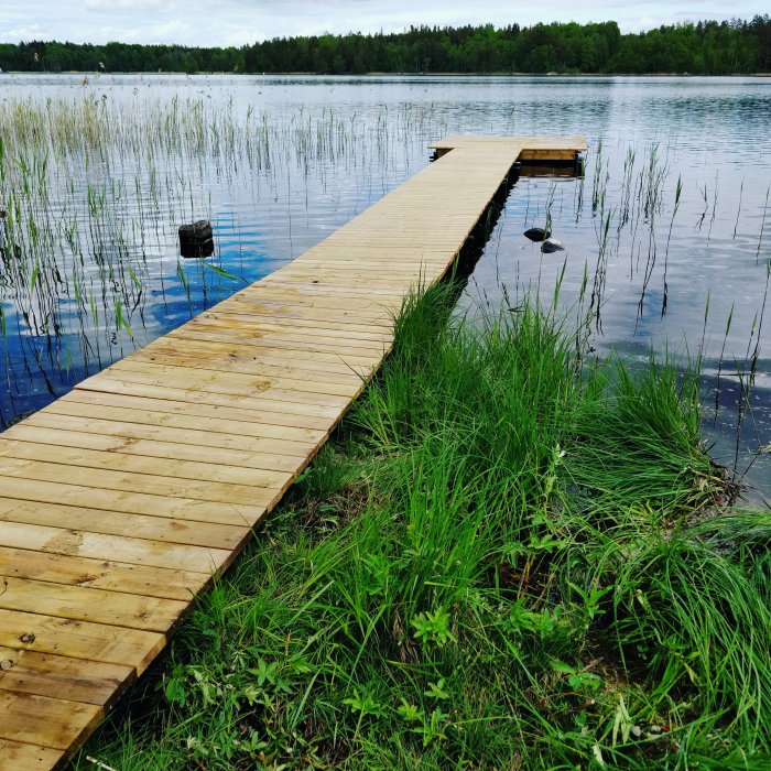 Nybyggd träbrygga med stenstöd sträcker sig ut i en sjö omgiven av vass och grönt gräs.