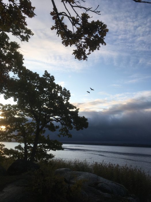 Ett landskap med en sjö, flygande fåglar i skymningen, träd och stenar i förgrunden med molnigt himmel i bakgrunden.