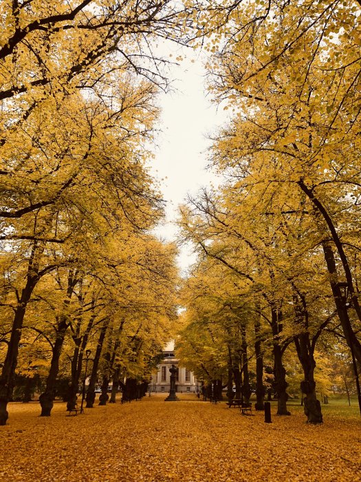 Hösthimmel synlig genom ett tak av gula löv längs allé leder till klassisk byggnad.
