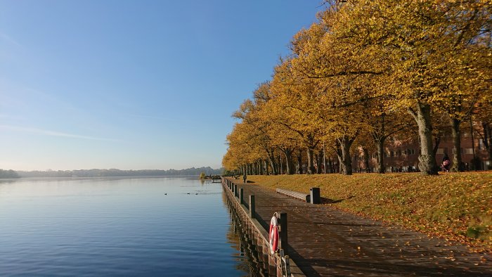 Höstvy längs en sjö med gyllene lövträd, träkaj och blå himmel.