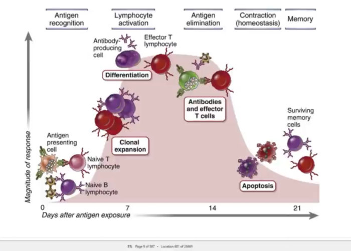 Diagram som visar antikroppssvar och cellaktiviteter i immunförsvaret efter antigenexponering.