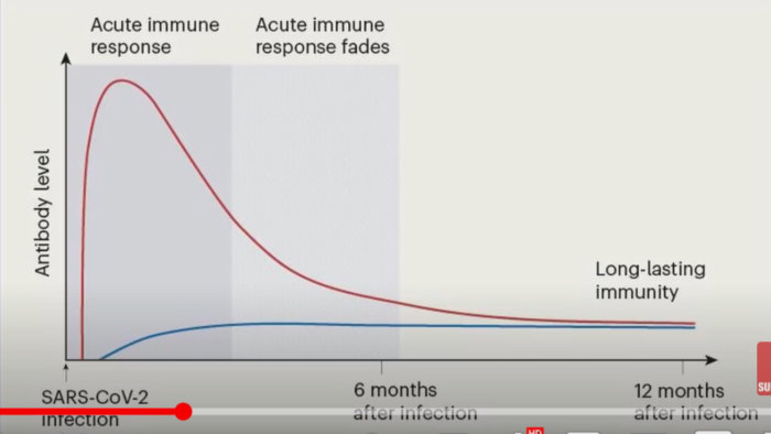 Diagram som visar antikroppsnivåer över tid efter SARS-CoV-2-infektion med en akut och långvarig immunsvarskurva.