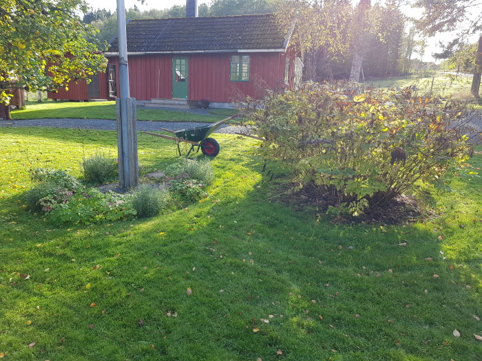 Trädgårdsarbete med nyanlagda rabatter och skottkärra på en solig dag.