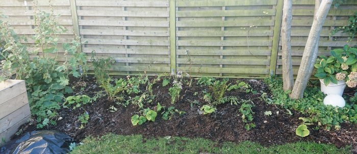 Nyåterplanterad rabatt med diverse perenner och rosor framför en trästaket.