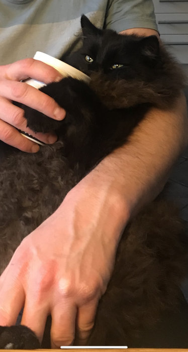 Person som håller en avkopplande svart katt i famnen.