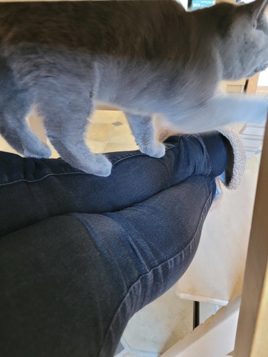 Katt som klättrar på en persons knäled som är iklädd jeans.