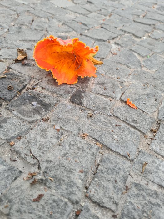 En orange blomma ligger på ett grått kullerstensgolv med spridda löv omkring.