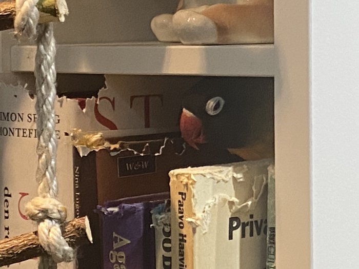 Papegoja tittar fram bakom skadade böcker på en bokhylla.