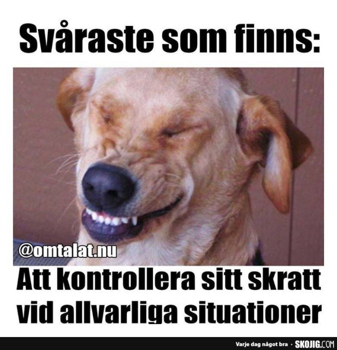 En hund som ser ut att skratta med texten "Svåraste som finns: Att kontrollera sitt skratt vid allvarliga situationer".