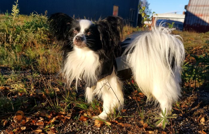 Svartvit hund ute på en solig promenad utrustad med en jacka.