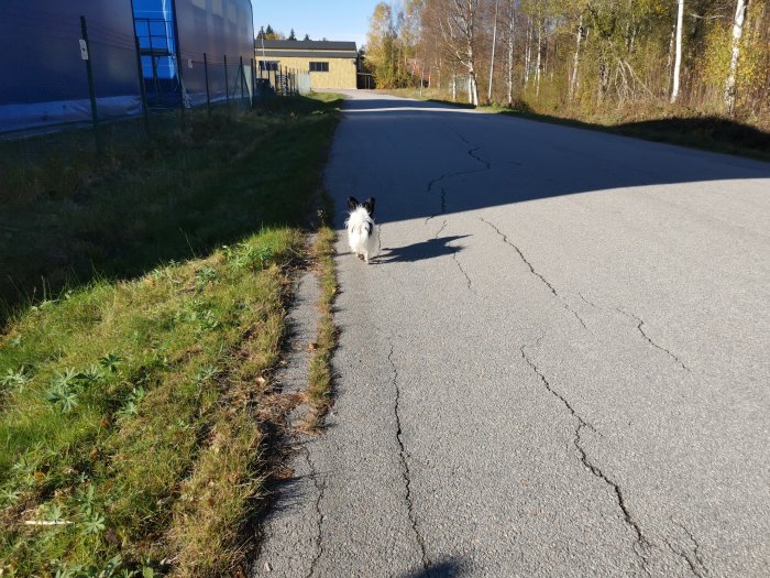 En vit och svart hund promenerar på en asfalterad väg bredvid en gräsmark och träd.