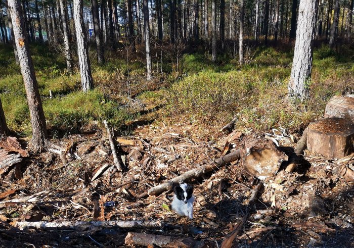 Hund i skog bland nedfallna grenar och trädstockar på solig dag.