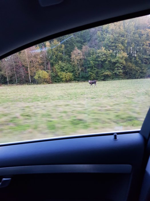 Bild tagen från bil visar ett rådjur på en äng med skog i bakgrunden.