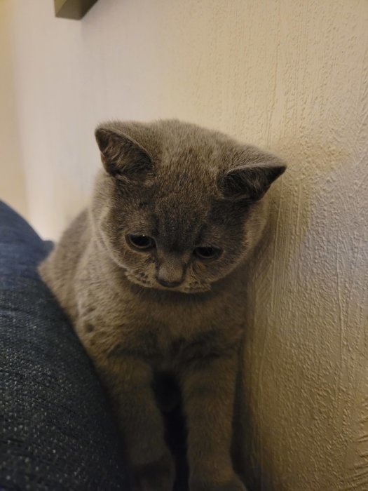 Grå katt med nedstämd blick som sitter bredvid en vägg och en jeansklädd ben.