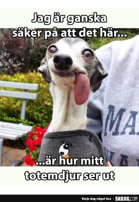 Hund med utsträckt tunga ser roligt ut inuti en keps, text skämtar om totemdjur.