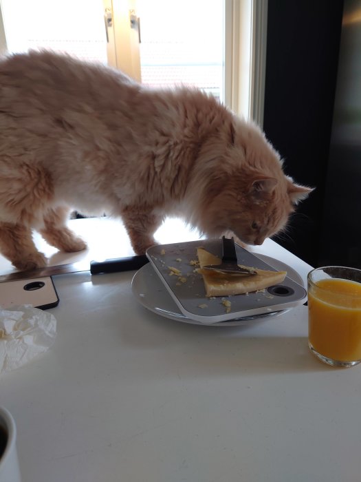 Katt undersöker en tallrik med ost och smörkniv på ett köksbord, bredvid ett glas juice.