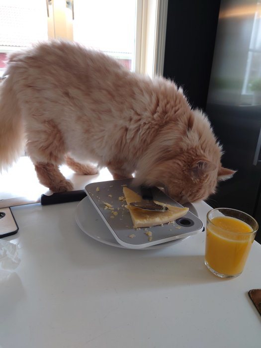 En katt sniffar på en ostbricka där en smörkniv ligger under en bit ost, bredvid ett glas juice.