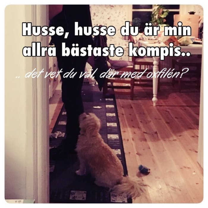 Hund sitter och tittar upp på en person i ett hem med texten "Husse, husse du är min allra bästaste kompis".