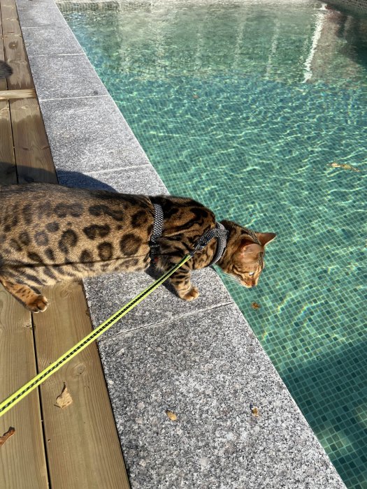 Bengalkatt i sele tittar nyfiket ner i en klarblå pool från kanten.