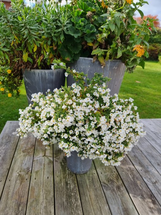 Kruka med frodig snöflinga i andra blomningen på ett träbord utomhus.