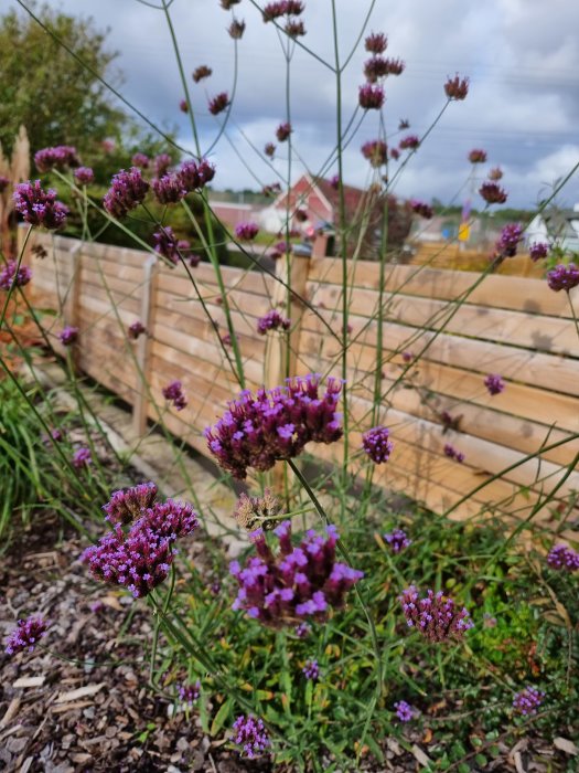 Verbena i blom med lila blommor i en trädgård, med trästaket i bakgrunden.