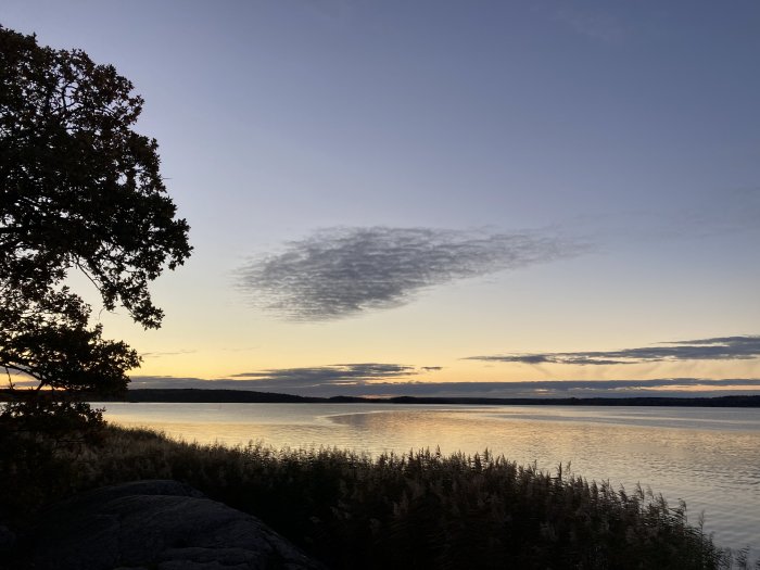 Solnedgång med siluetter av träd och strån vid en stilla sjö.