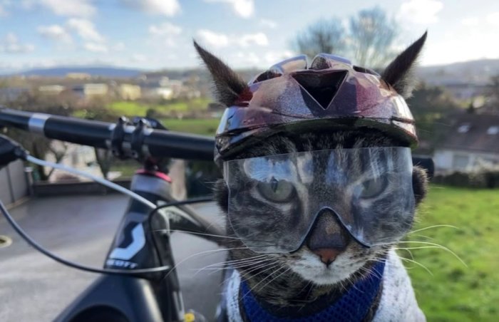 Katt med hjälm och glasögon framför en cykel, utomhus med utsikt över landskapet.