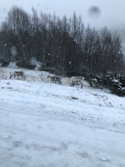 Renar som betar bland lättsnöklädda buskar under snöfall.