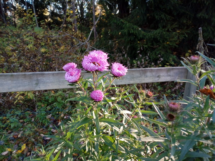 Ljusrosa jätteasterblommor i förgrunden med ett trädäckat staket och grönskande bakgrund.