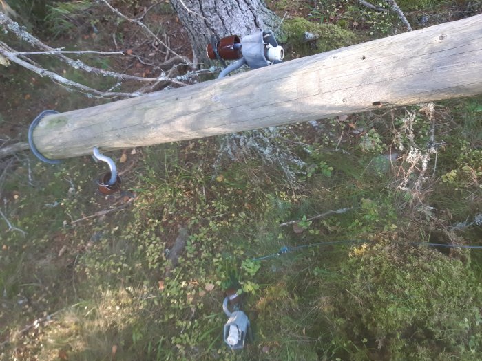 Gammal trästolpe med metall- och porslinssäkringar omgiven av skog, vilken indikerar en äldre overhead power line.