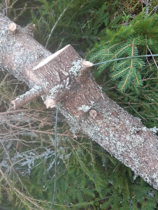 Äldre, övergiven friledning av metall fästad vid en mossaöverdragen trädgren bland barrträd.