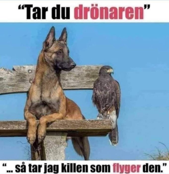 Belgisk vallhund och fågel på staket med humoristisk text om att fånga drönare.