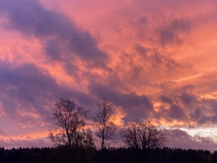 Dramatisk himmel vid solnedgång med intensiva rosa och lila nyanser över silhuetten av träd.