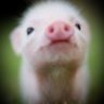Närbild på en avatar föreställande en tecknad, glad gris med suddig bakgrund.