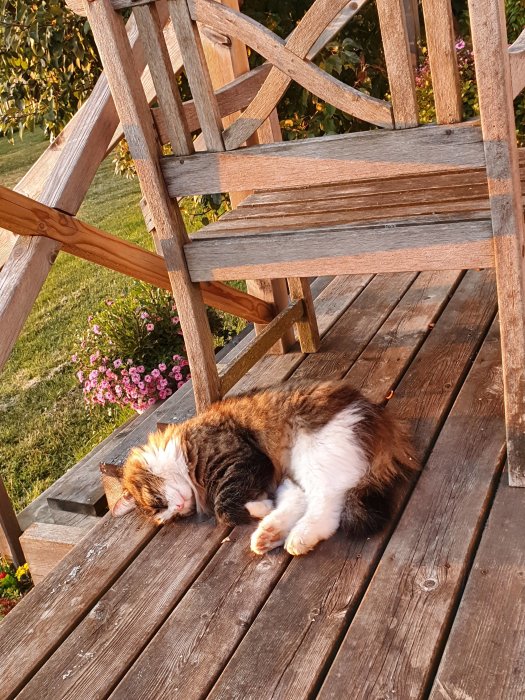 Tricolor katt som sover på ett trätrall.