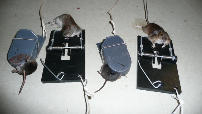 Fyra möss fångade i Supercat-fällor på ett garagegolv.
