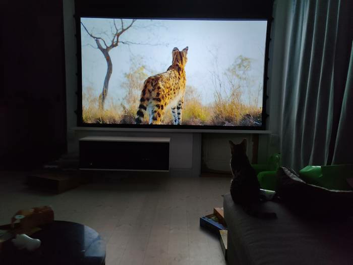 Katt sitter framför TV-skärm som visar savannscen med gepard från Lejonkungen.